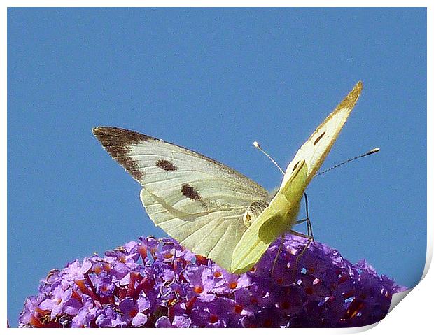 Large White Butterfly Print by Antoinette B