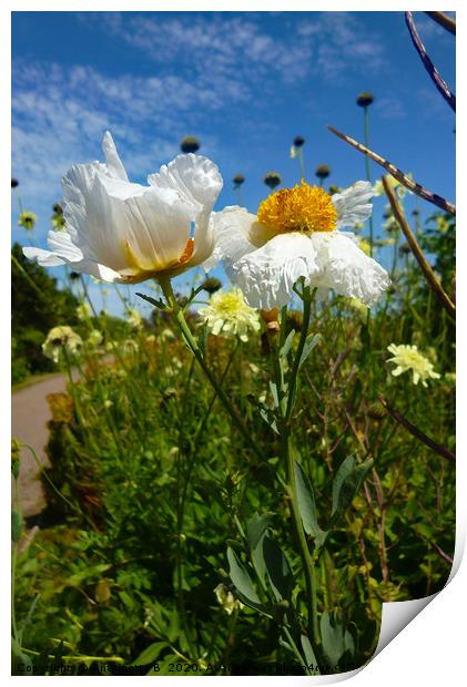 Romneya Coulteri - Poppy Tree  Print by Antoinette B