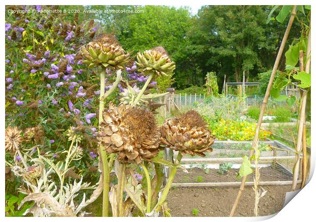 Artichokes seed heads in an allotment  Print by Antoinette B