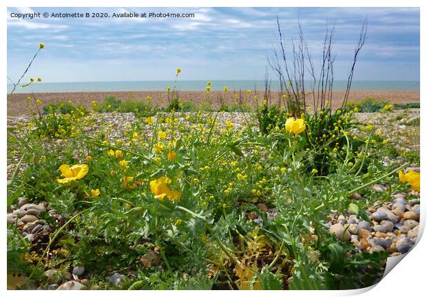 Wild flowers on a shingle beach  Print by Antoinette B