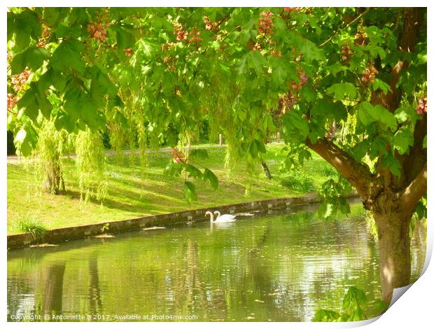 The Royal Military Canal In May  Print by Antoinette B