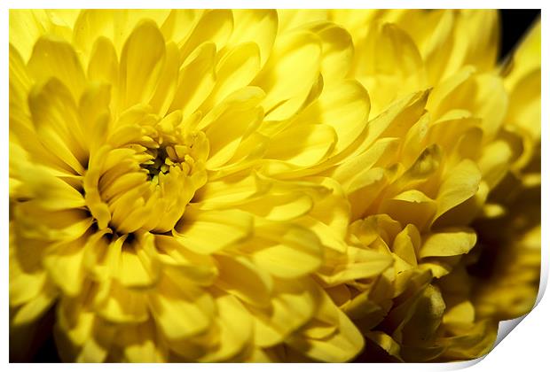 Sunshine in a Flower Print by Tony Fishpool