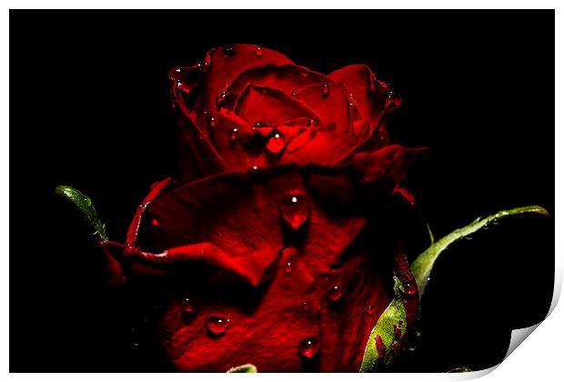 Tears Of A Rose Print by Tony Fishpool