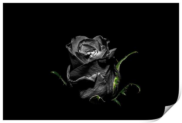 The Dying Rose Print by Tony Fishpool