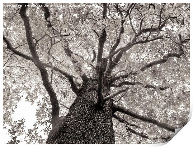 Tree Tops Print by Tony Fishpool