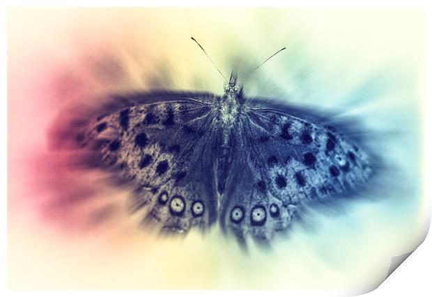 Butterfly Print by Tony Fishpool