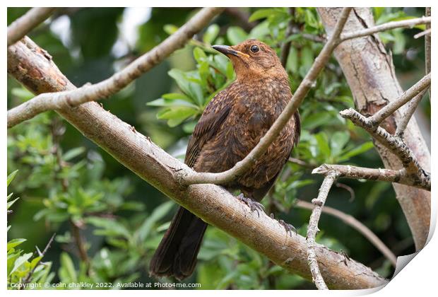 Female Blackbird in the Woods Print by colin chalkley