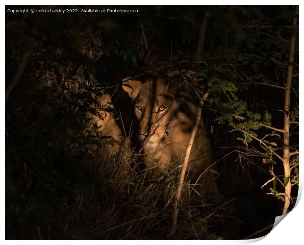 Lioness under searchlight in South African bush Print by colin chalkley