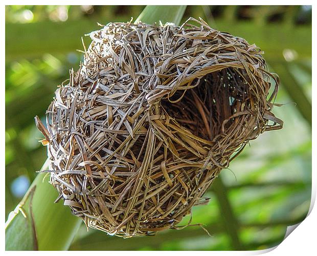 The nest of a weaver bird - Mauritius Print by colin chalkley