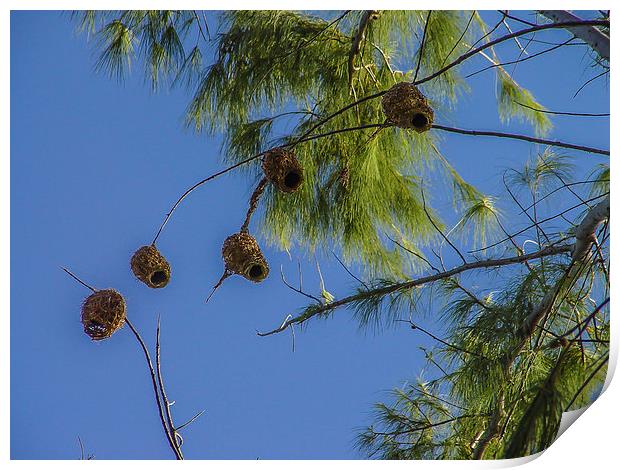 Collection of weaver bird nests Print by colin chalkley