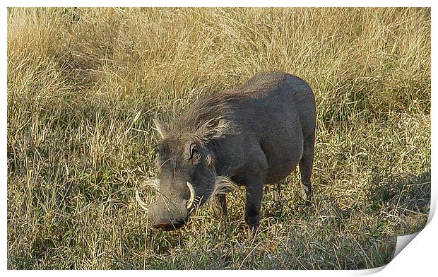 Kruger National Park : Warthog Print by colin chalkley