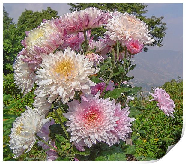 Nepalese chrysanthemum Print by colin chalkley
