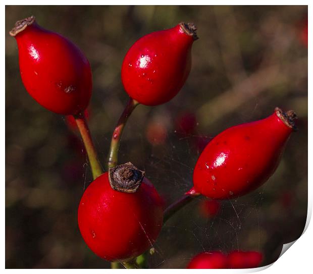 Rose Hips Print by colin chalkley