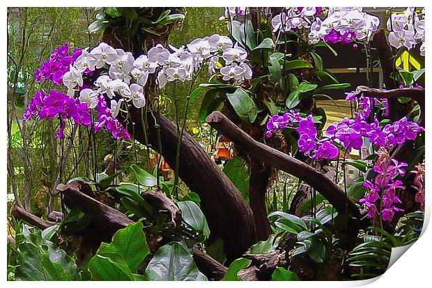 Orchid Display in Changi Airport Print by colin chalkley