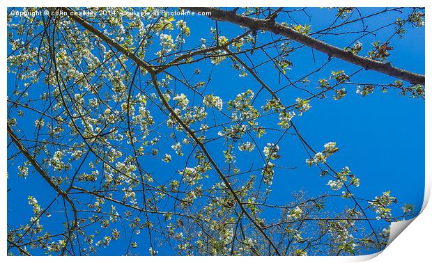 Wild White Cherry against an azure sky Print by colin chalkley