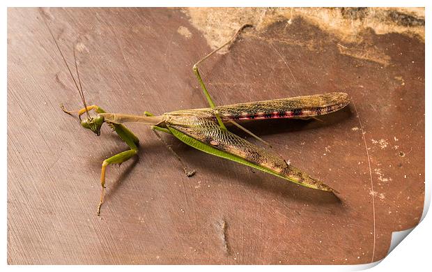 South African Praying Mantis Print by colin chalkley