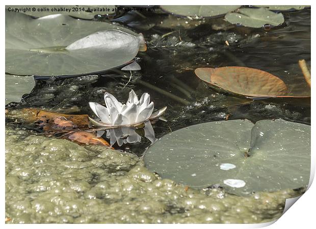 A Lonely Waterlily Print by colin chalkley