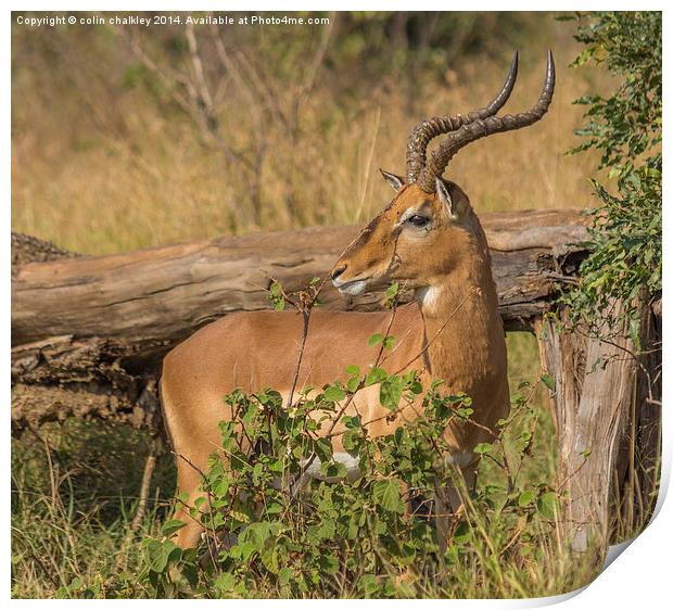 Male Impala in Kruger National Park Print by colin chalkley