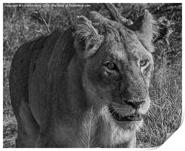 Lioness in Kruger National Park Print by colin chalkley