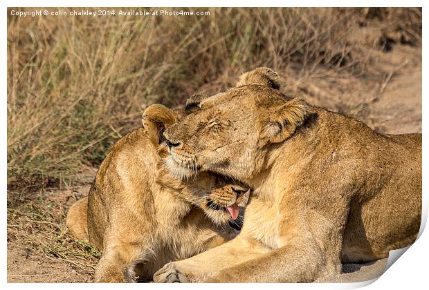 Lioness being groomed by her cub Print by colin chalkley