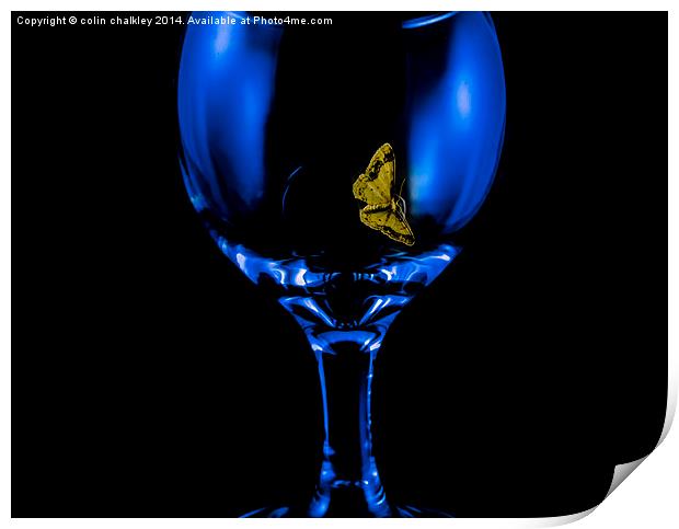  Moth on a Wineglass Print by colin chalkley