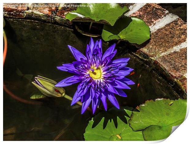  Thai Water Lily Print by colin chalkley