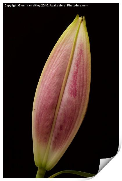  Asiatic Lily Bud Print by colin chalkley