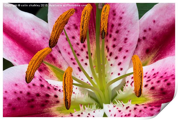  Single Asiatic Lily Flower Print by colin chalkley