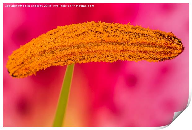 Asiatic Lily Stamen  Print by colin chalkley