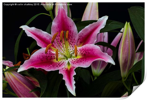Asiatic Lily Flower Group Print by colin chalkley