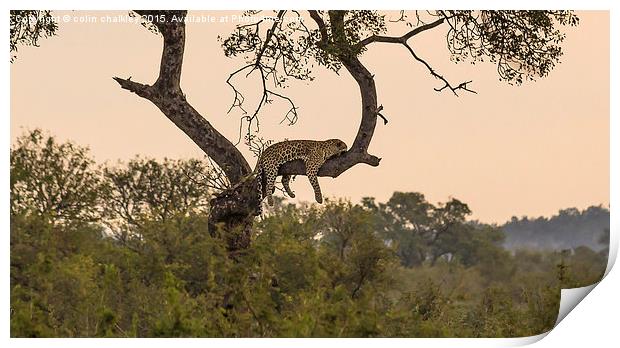  Leopard in Kruger National Park Print by colin chalkley