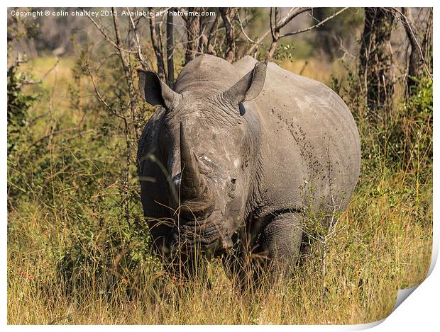  African White Rhinoceros Print by colin chalkley