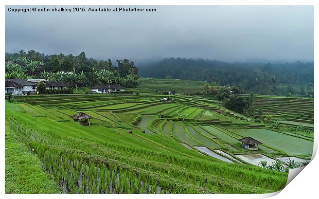  Rice Terrace Fields in Bali Print by colin chalkley