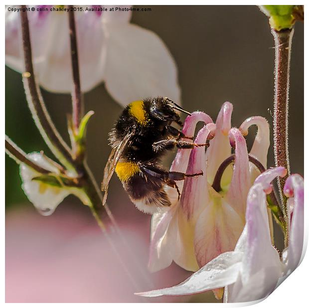 Bee on an Aquilegia Flower Print by colin chalkley