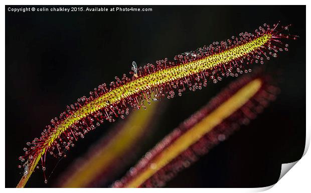  Cape Sundew Leaf Print by colin chalkley
