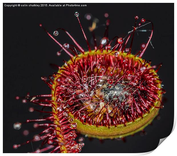  Cape Sundew Print by colin chalkley