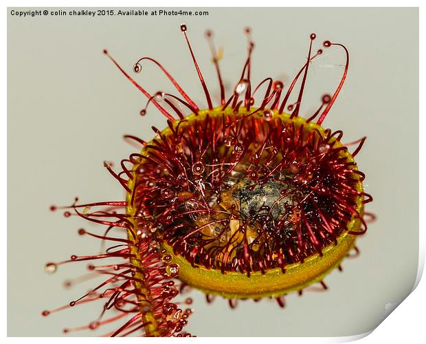 Cape Sundew and Prey Print by colin chalkley