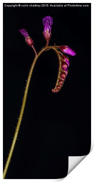  Cape Sundew Flowers and Buds Print by colin chalkley