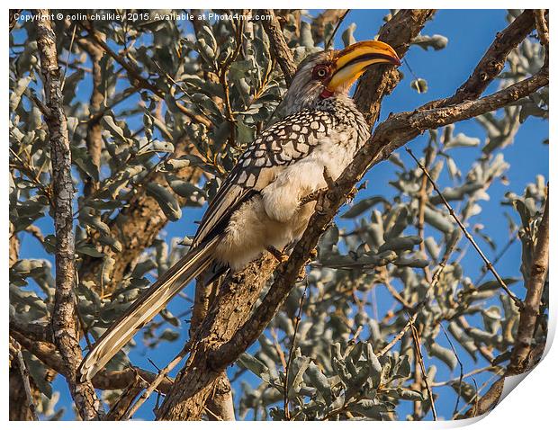  Southern Yellow Billed Hornbill in Kruger Print by colin chalkley
