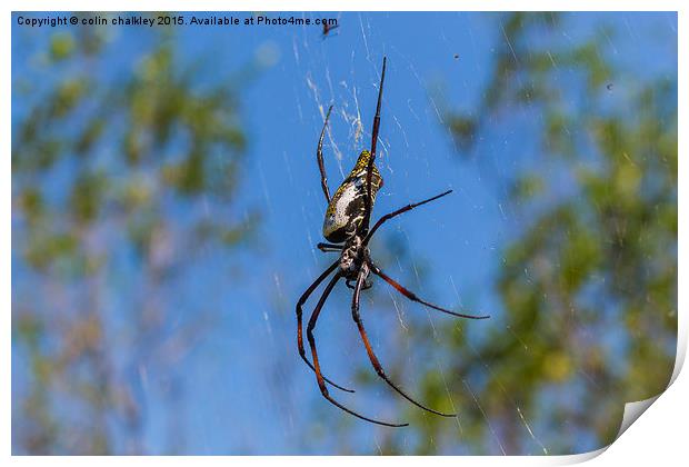  Female Golden Orb Spider Print by colin chalkley