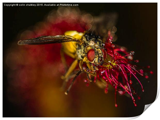   Fly captured by a Cape Sundew Plant Print by colin chalkley