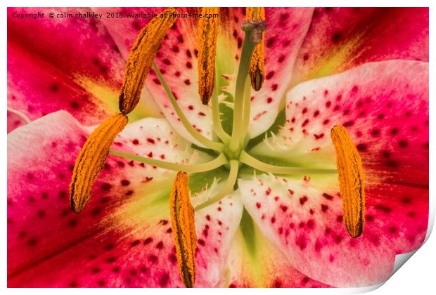 Asiatic Lily Stamen Print by colin chalkley