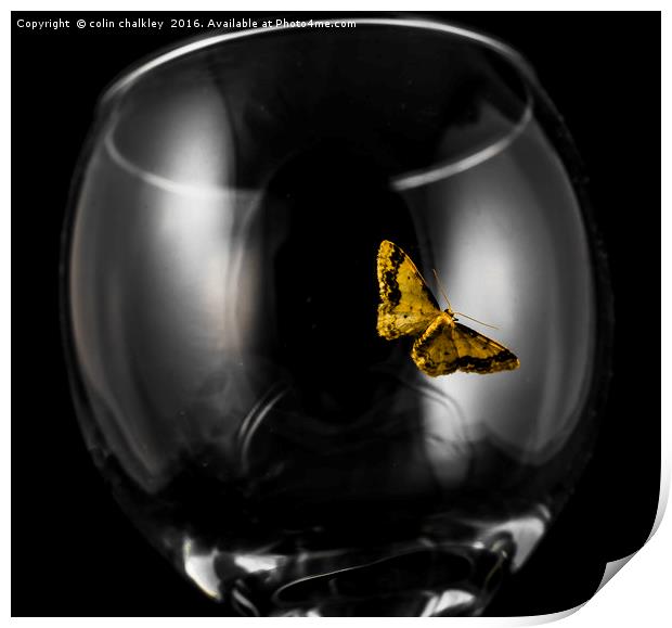 Moth on a wineglass Print by colin chalkley