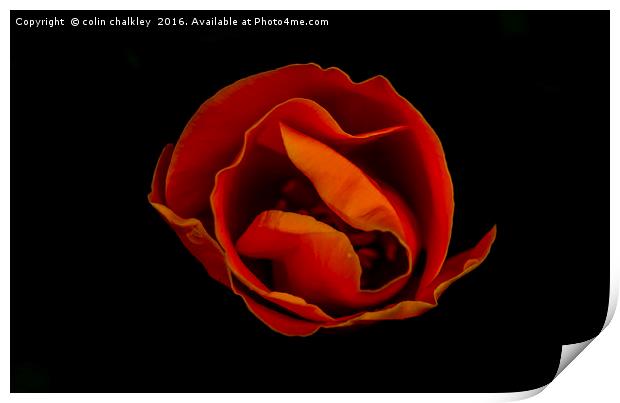 California Poppy Print by colin chalkley