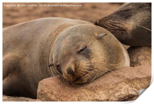 Fur Seal Basking at Cape Cross, Namibia Print by colin chalkley