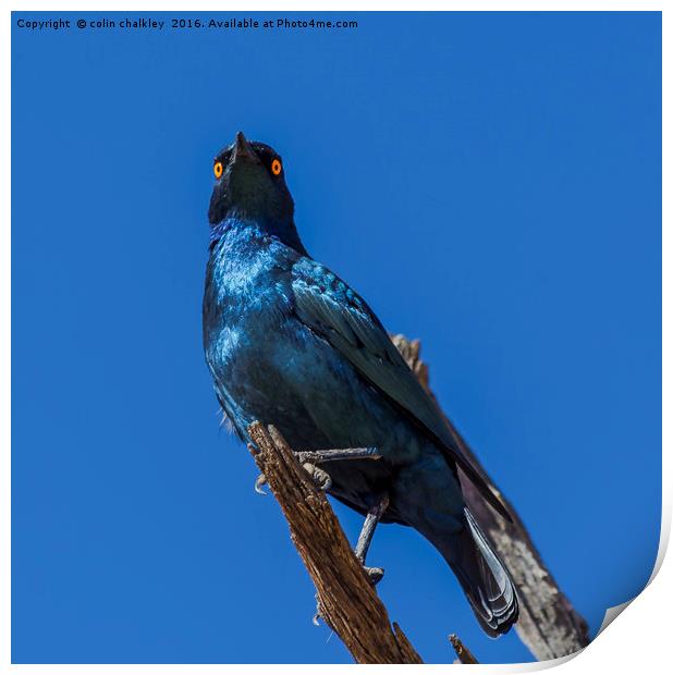 Greater Blue-eared Glossy Starling Print by colin chalkley