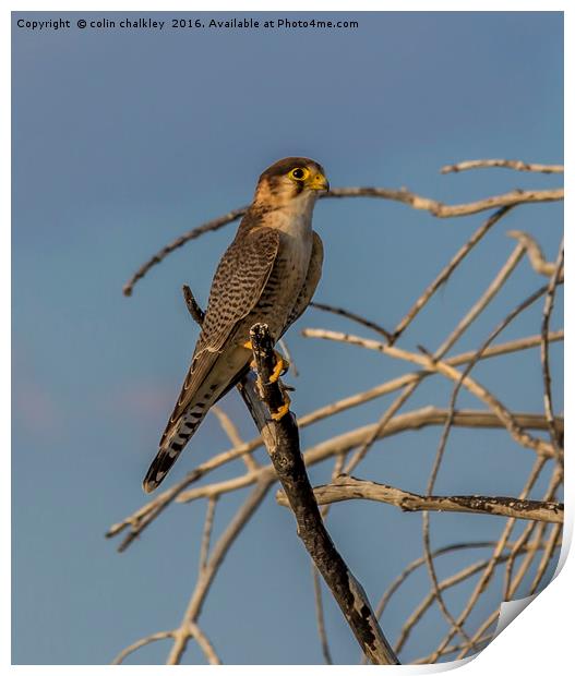 Lanner Falcon Print by colin chalkley