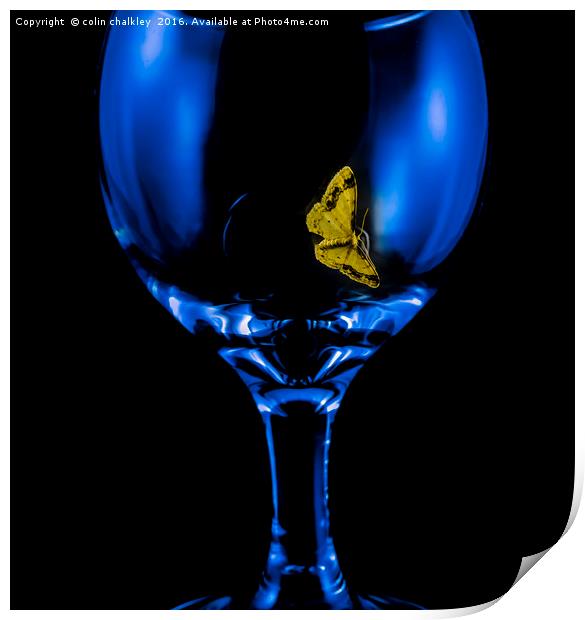 Moth on a Wine Glass Print by colin chalkley