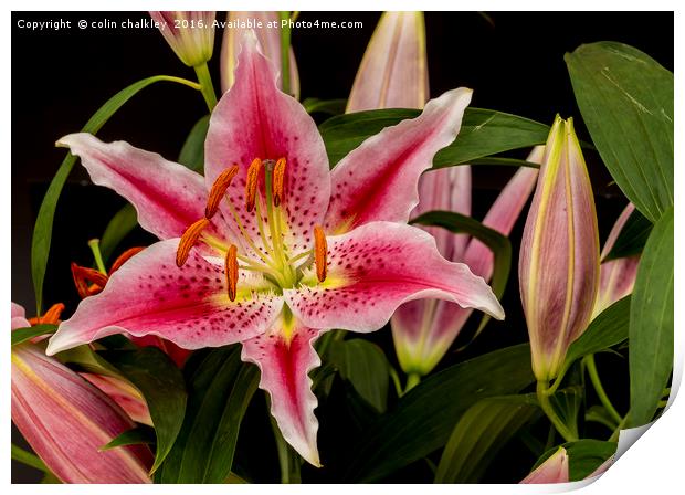 Asiatic Lily Print by colin chalkley