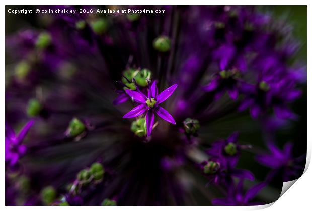 Essence of Allium Print by colin chalkley
